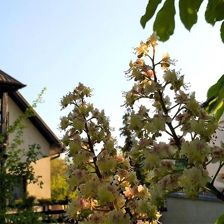卡齐米日-多尔尼Dom Pod Kasztanami公寓 外观 照片